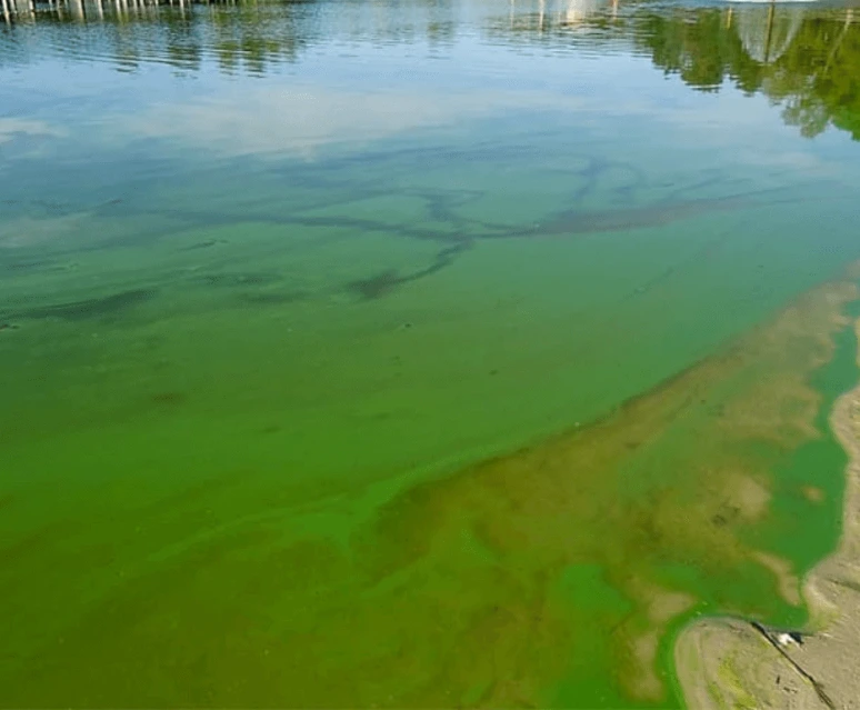 Blauwalg SUP huren stand up paddle SUP suppen Amanzie West-Vlaanderen SUP verhuur